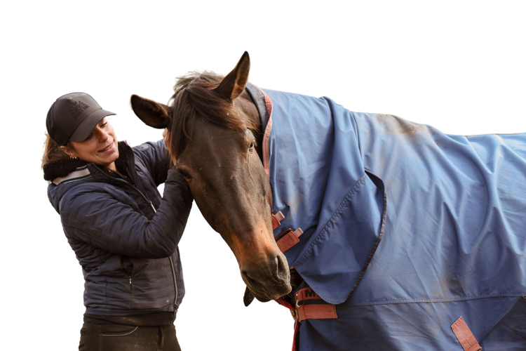 Bienvenue dans l'univers Mellow Horses