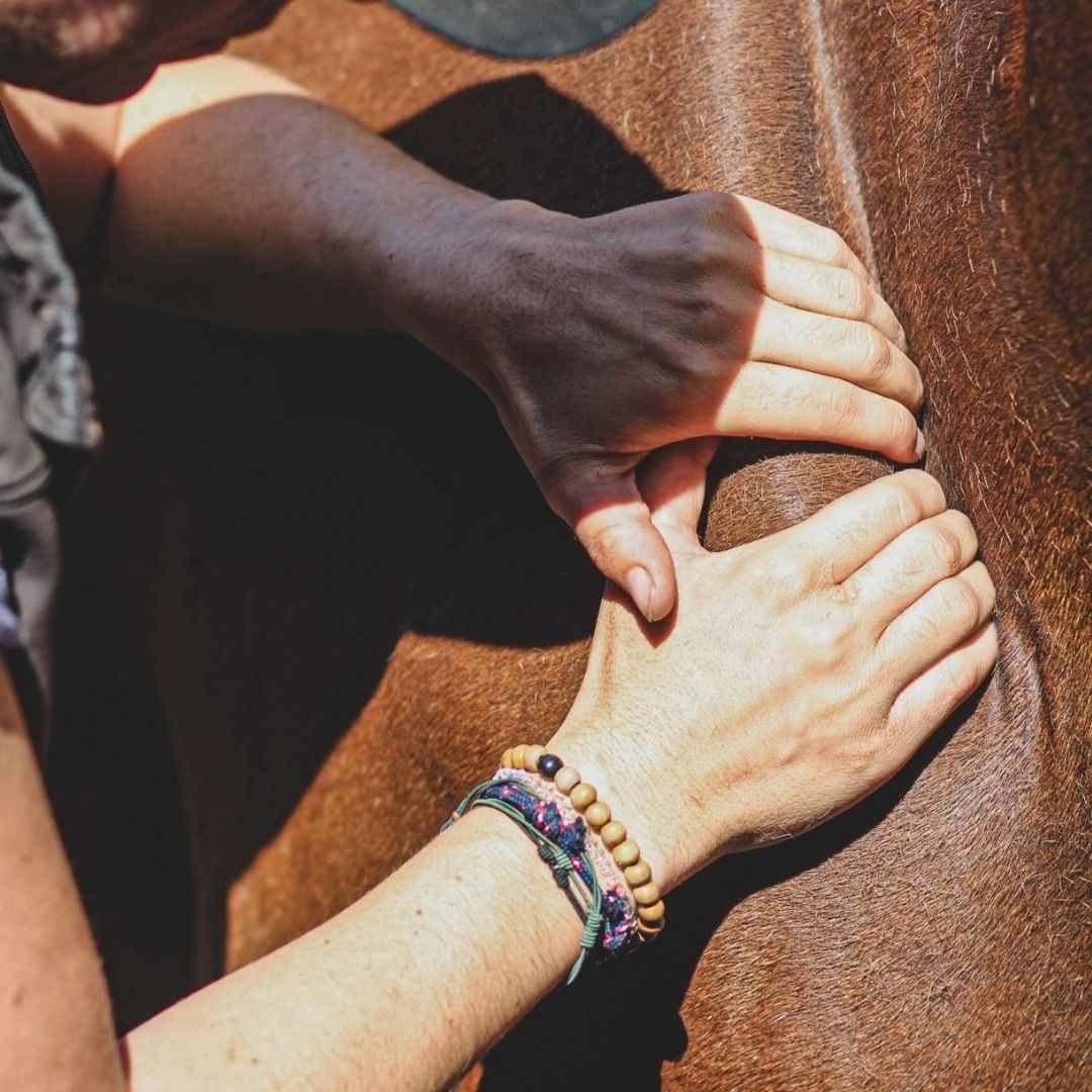 Récup' musculaire - Huile de massage - Mellow Horses