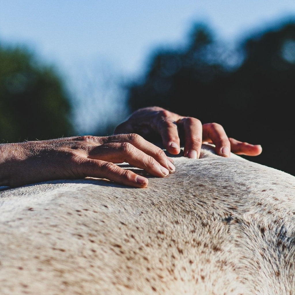 Articonfort - Huile de massage spéciale articulations - Mellow Horses