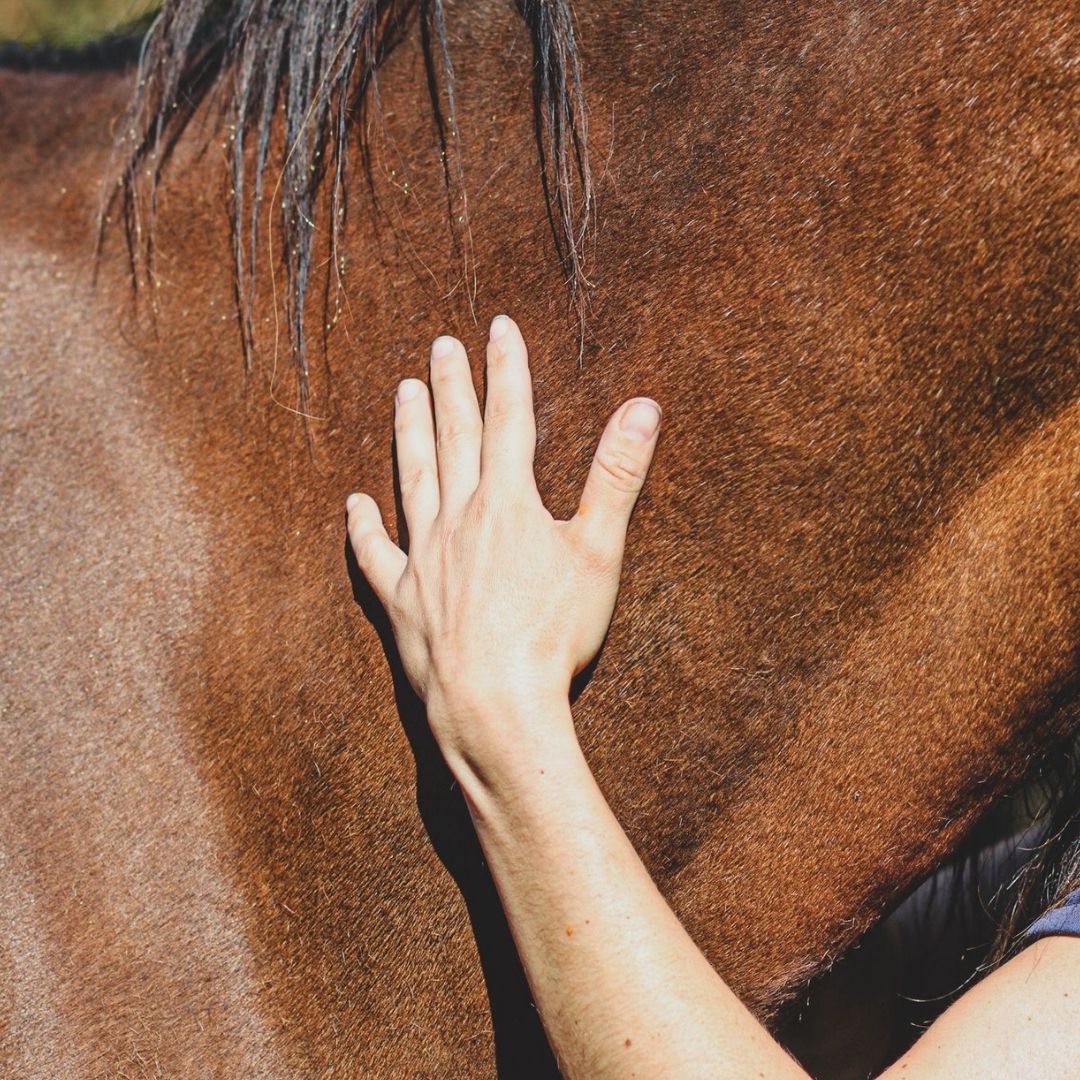 Articonfort - Huile de massage spéciale articulations - Mellow Horses