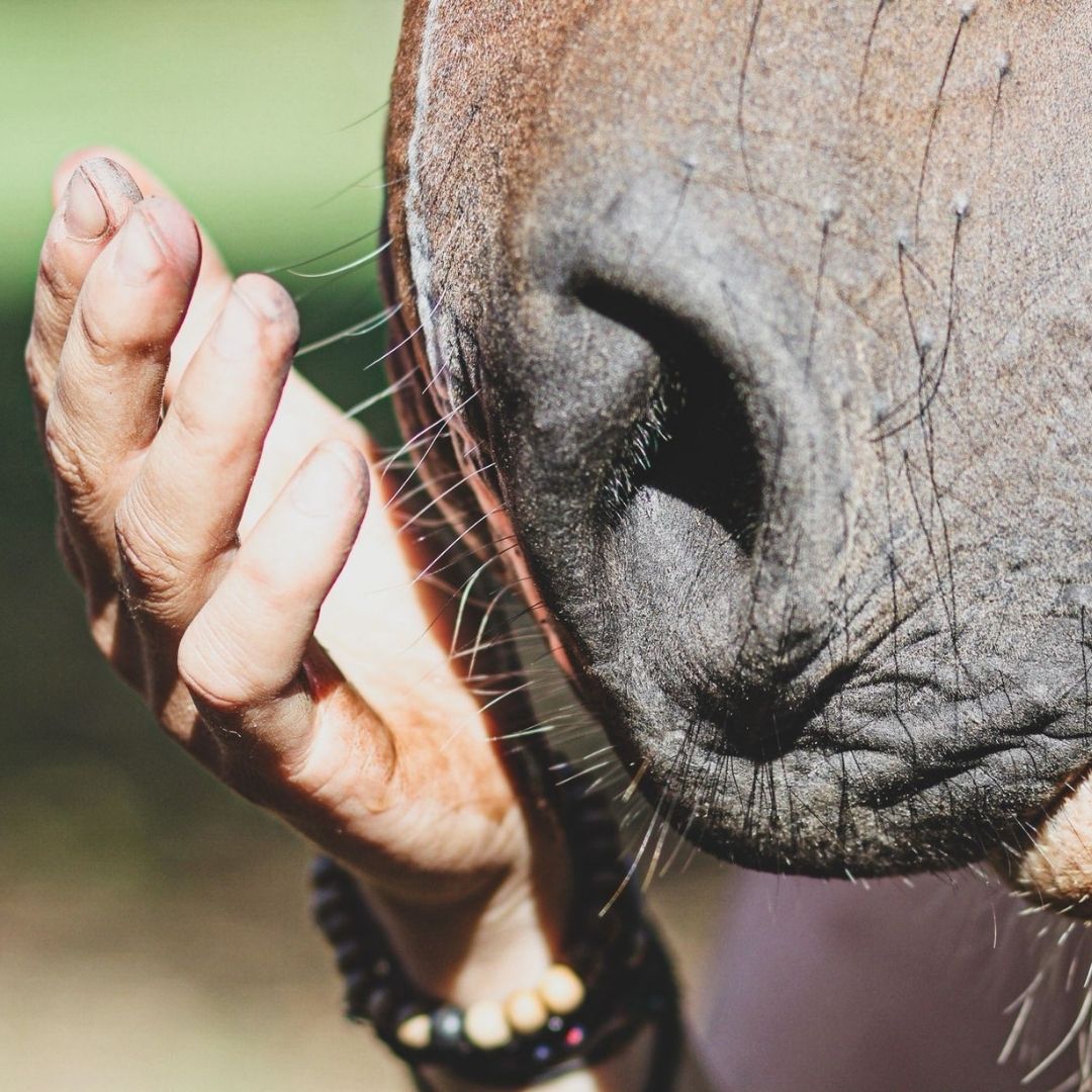 Show must go on - Huile de massage tout en un - Mellow Horses
