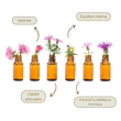🌿 Elixir personnalisé - Mellow Horses